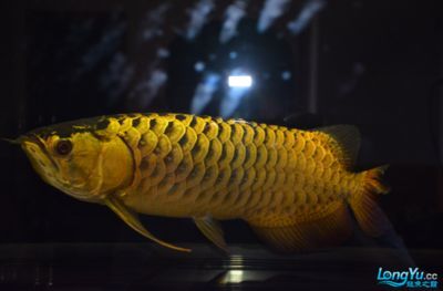 金龍魚(yú)燈光怎么照對(duì)發(fā)色好看：金龍魚(yú)燈光對(duì)金龍魚(yú)發(fā)色調(diào)整方法金龍魚(yú)發(fā)色的選擇