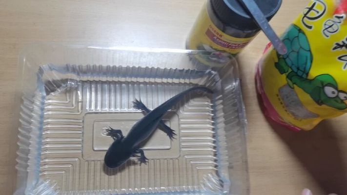 六角恐龍魚喂養(yǎng)視頻：六角恐龍魚喂養(yǎng)的視頻教程和注意事項和注意事項 六角恐龍魚喂養(yǎng)視頻：六角恐龍魚喂養(yǎng)的視頻教程和注意事項和注意事項 龍魚百科 第1張