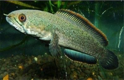 六角恐龍魚喂養(yǎng)視頻：六角恐龍魚喂養(yǎng)的視頻教程和注意事項和注意事項 六角恐龍魚喂養(yǎng)視頻：六角恐龍魚喂養(yǎng)的視頻教程和注意事項和注意事項 龍魚百科 第2張