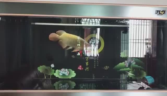 龍魚能替主人擋災嗎