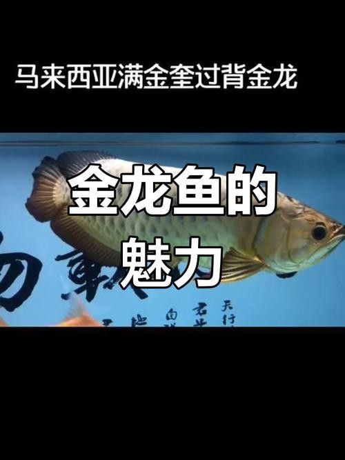 馬來西亞龍魚價格走勢