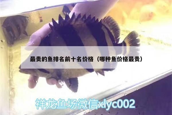 十大最貴雷龍魚排名榜（十大最貴的雷龍魚排名榜）