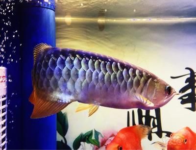 藍紋金龍魚，藍紋金龍魚市場價格趨勢