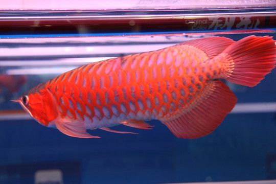 藍紋金龍魚，藍紋金龍魚市場價格趨勢