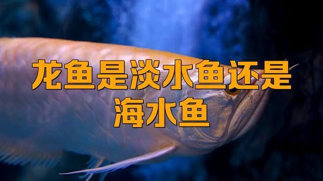 潮汕人說的龍魚是什么魚類呢 潮汕人說的龍魚是什么魚類呢 龍魚百科 第1張