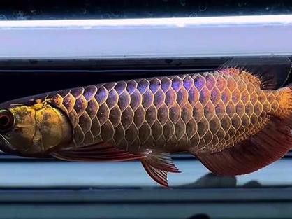 紫底過背金龍的價格是多少? 龍魚百科 第2張 紫底過背金龍的價格是多少? 紫底過背金龍的價格是多少? 龍魚百科 第2張