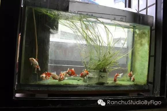 水族箱照明對魚類的影響：水族箱照明對藻類生長的影響