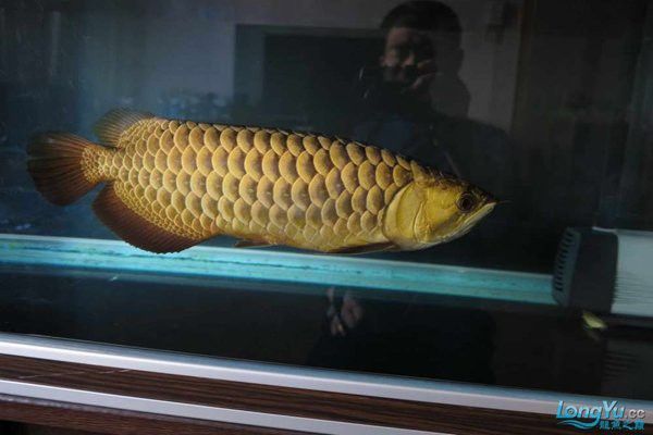如何飼養金龍魚以保持其藍色？ 如何飼養金龍魚以保持其藍色？ 龍魚百科 第10張