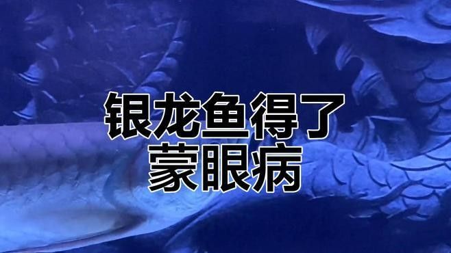 銀龍魚眼睛紅了怎么回事