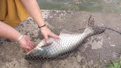 萬吉紅龍魚怎么樣：萬吉紅龍魚的特征，華麗與力量的完美結合