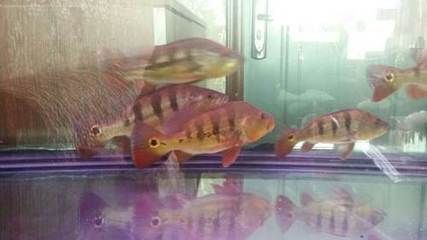 萬吉紅龍魚怎么樣：萬吉紅龍魚的特征，華麗與力量的完美結合
