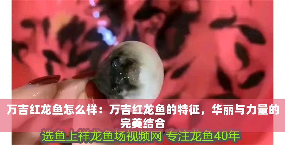 萬吉紅龍魚怎么樣：萬吉紅龍魚的特征，華麗與力量的完美結合