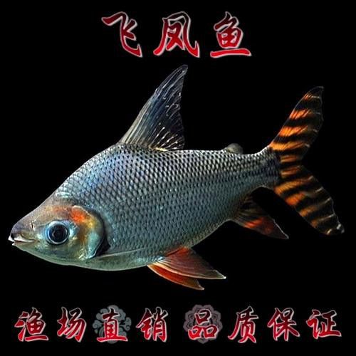 紅龍魚配魚應該如何選擇？