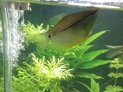 養龍魚水的ph值多少最好：養龍魚水的ph值多少最好呢？