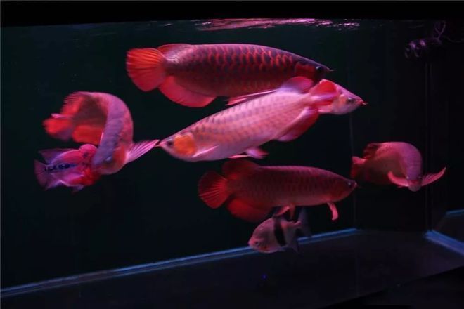 養龍魚水的ph值多少最好：養龍魚水的ph值多少最好呢？