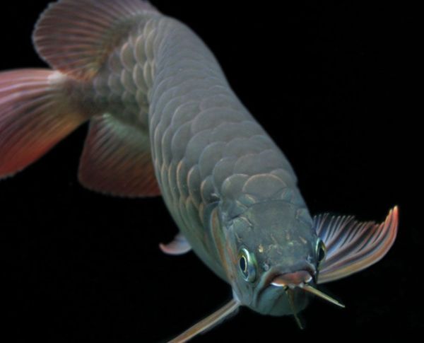 古典藍底過背金龍魚怎樣養好看：古典藍底過背金龍魚怎么養好看古典藍底過背金龍魚飼養方法 古典藍底過背金龍魚怎樣養好看：古典藍底過背金龍魚怎么養好看古典藍底過背金龍魚飼養方法 龍魚百科 第2張