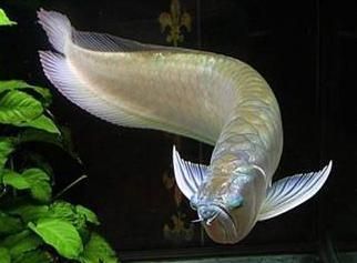 古典藍底過背金龍魚怎樣養好看：古典藍底過背金龍魚怎么養好看古典藍底過背金龍魚飼養方法 古典藍底過背金龍魚怎樣養好看：古典藍底過背金龍魚怎么養好看古典藍底過背金龍魚飼養方法 龍魚百科 第1張