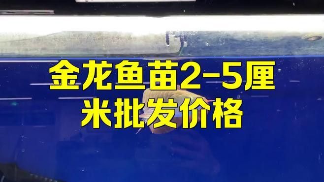 金龍魚幼苗價格是多少？