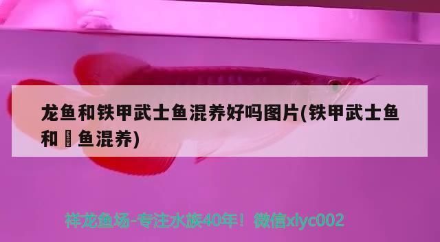 龍魚和鐵甲武士魚混養(yǎng)：龍魚與鐵甲武士魚混養(yǎng)成功案例 龍魚和鐵甲武士魚混養(yǎng)：龍魚與鐵甲武士魚混養(yǎng)成功案例 龍魚百科 第2張