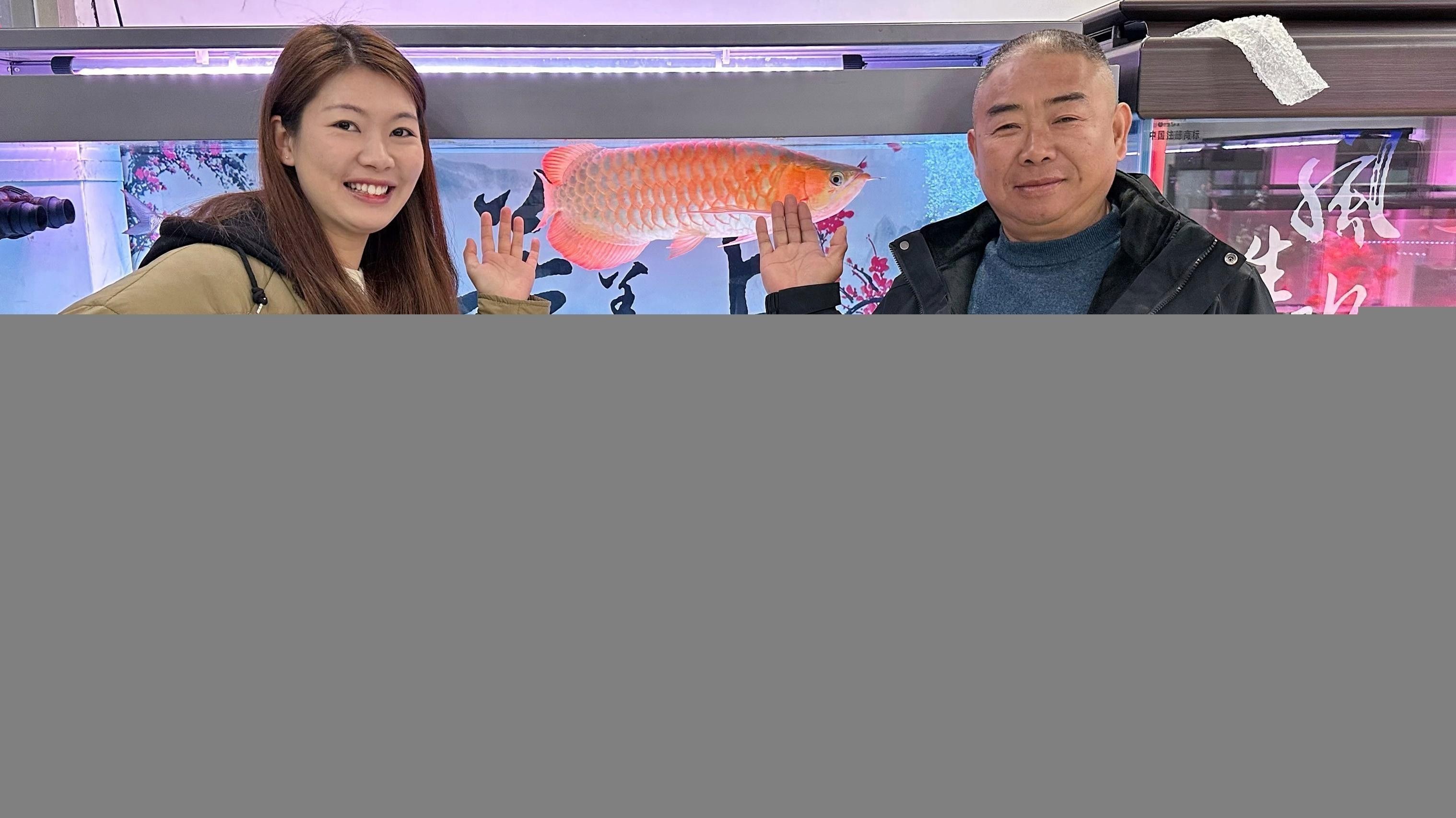 金龍魚和銀龍魚哪個更容易飼養？
