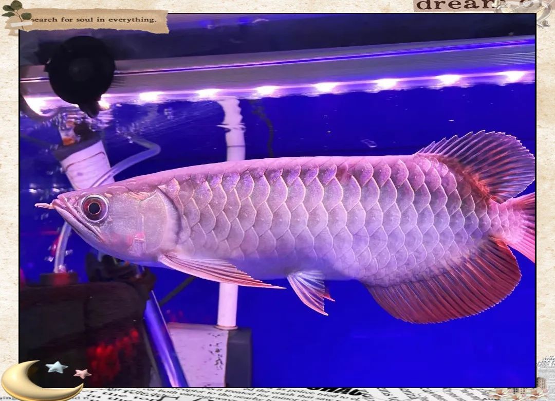 金龍魚和銀龍魚哪個更容易飼養？