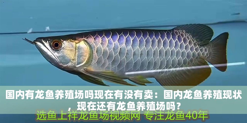 國內有龍魚養殖場嗎現在有沒有賣：國內龍魚養殖現狀，現在還有龍魚養殖場嗎？ 國內有龍魚養殖場嗎現在有沒有賣：國內龍魚養殖現狀，現在還有龍魚養殖場嗎？ 龍魚百科 第1張