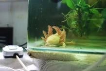 六角恐龍魚腳爛了如何消毒？