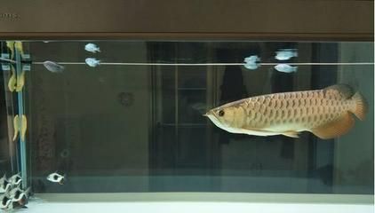 飼養龍魚最佳溫度和濕度：關于龍魚飼養溫度的一些詳細信息