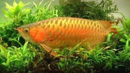 紅龍魚生長速度圖解大全視頻教程（紅龍魚生長速度圖解大全視頻教程下載）
