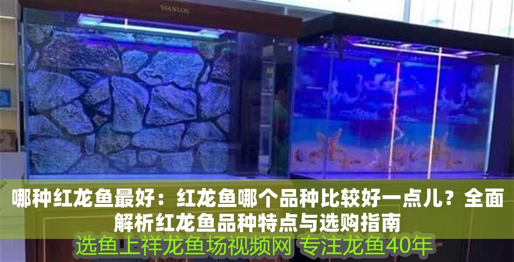 哪種紅龍魚最好：紅龍魚哪個品種比較好一點兒？全面解析紅龍魚品種特點與選購指南