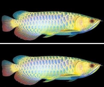 七彩金龍魚價格：七彩金龍魚的價格