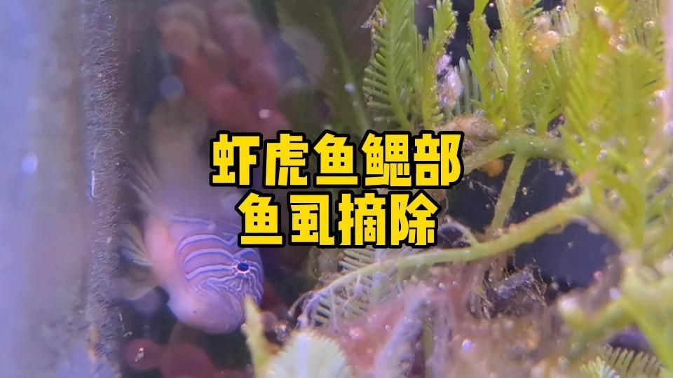 如何判斷魚是否感染了魚虱？