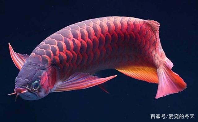 如何鑒別龍魚健康狀況：如何判斷龍魚的健康狀況