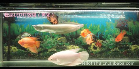 養龍魚什么燈好：養龍魚的燈光選擇和使用技巧