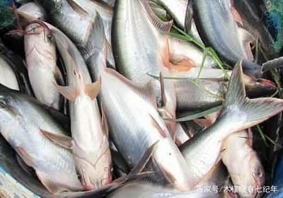 龍魚沉到缸底還能活嗎為什么：龍魚沉入魚缸底會導(dǎo)致死亡嗎？ 龍魚沉到缸底還能活嗎為什么：龍魚沉入魚缸底會導(dǎo)致死亡嗎？ 龍魚百科