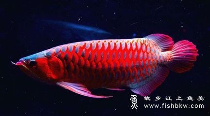 龍魚鱗片邊緣有白色的原因及處理方法（龍魚鱗片邊緣出現(xiàn)白色怎么辦）