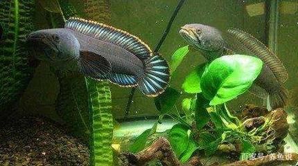 雷龍魚魚鰭腐爛的急救措施：雷龍魚爛鰭的日常預防方法