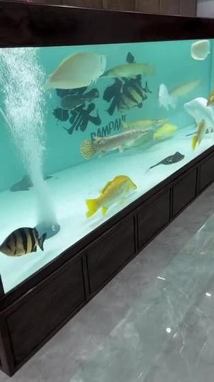 龍魚混養魚最佳搭配圖片欣賞