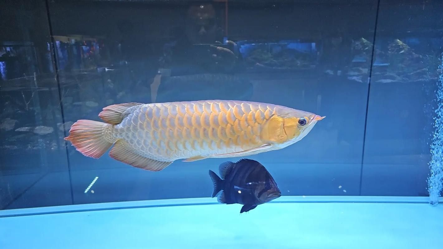 龍魚混養魚最佳搭配圖片欣賞