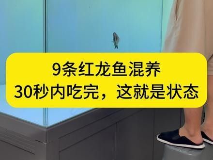 龍魚混養魚最佳搭配圖片欣賞