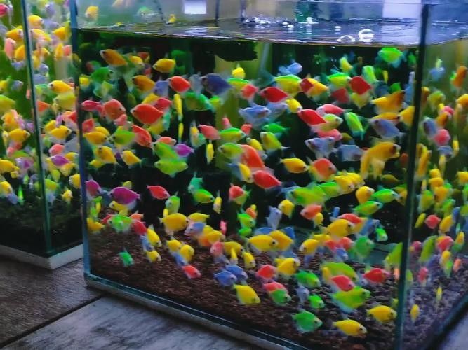龍魚混養魚最佳搭配圖片欣賞