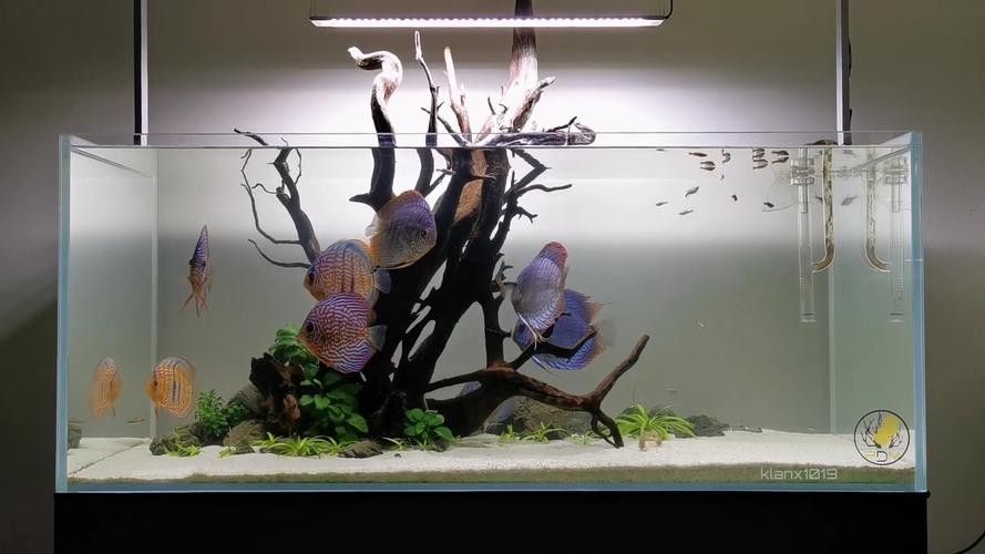 龍魚混養魚最佳搭配圖片欣賞