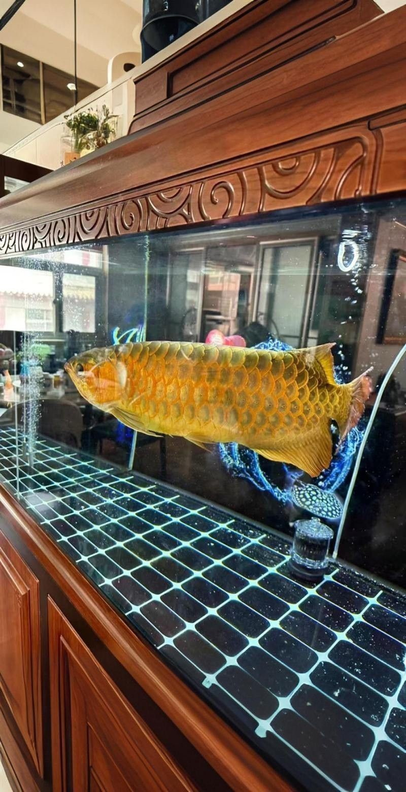 龍魚混養魚最佳搭配圖片欣賞