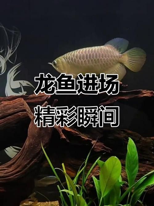 龍魚混養魚最佳搭配圖片欣賞