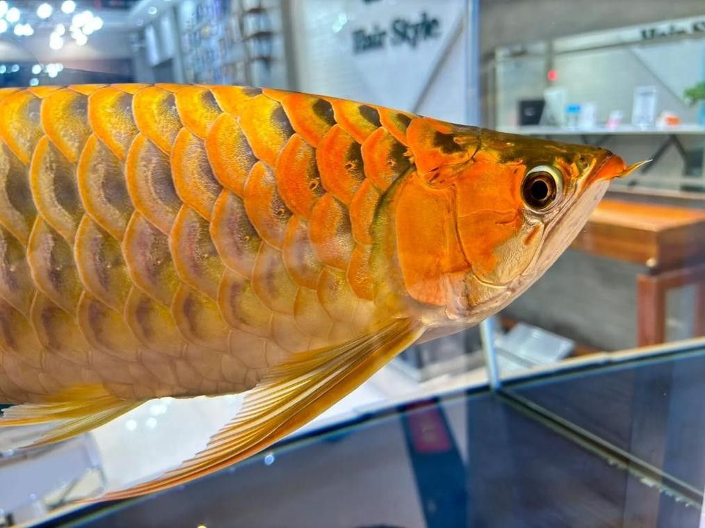 龍魚混養魚最佳搭配圖片欣賞