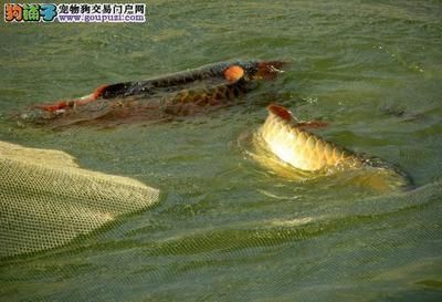 龍魚喂草金注意什么：喂食草金給龍魚需要注意以下幾個方面