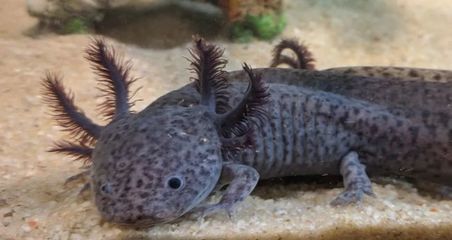六角恐龍魚黑斑，六角恐龍魚身上出現黑斑可能是由多種因素引起的