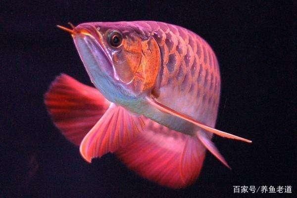 龍魚蒙眼病眼睛破了：如何預防龍魚得蒙眼病