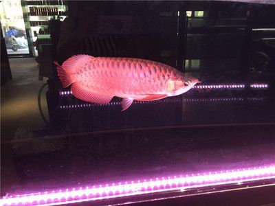 紅龍魚每天開燈多長時間（紅龍魚每天開幾個小時的燈,飼養(yǎng)龍魚每天魚缸的燈開多長時間?）
