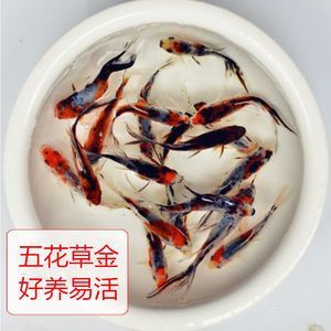 龍魚喂飼料魚吃不吃食：龍魚喂飼料魚吃不吃食，龍魚吃不吃食 龍魚喂飼料魚吃不吃食：龍魚喂飼料魚吃不吃食，龍魚吃不吃食 龍魚百科 第2張